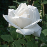 Маунт шаста_0x160 Любимый сад